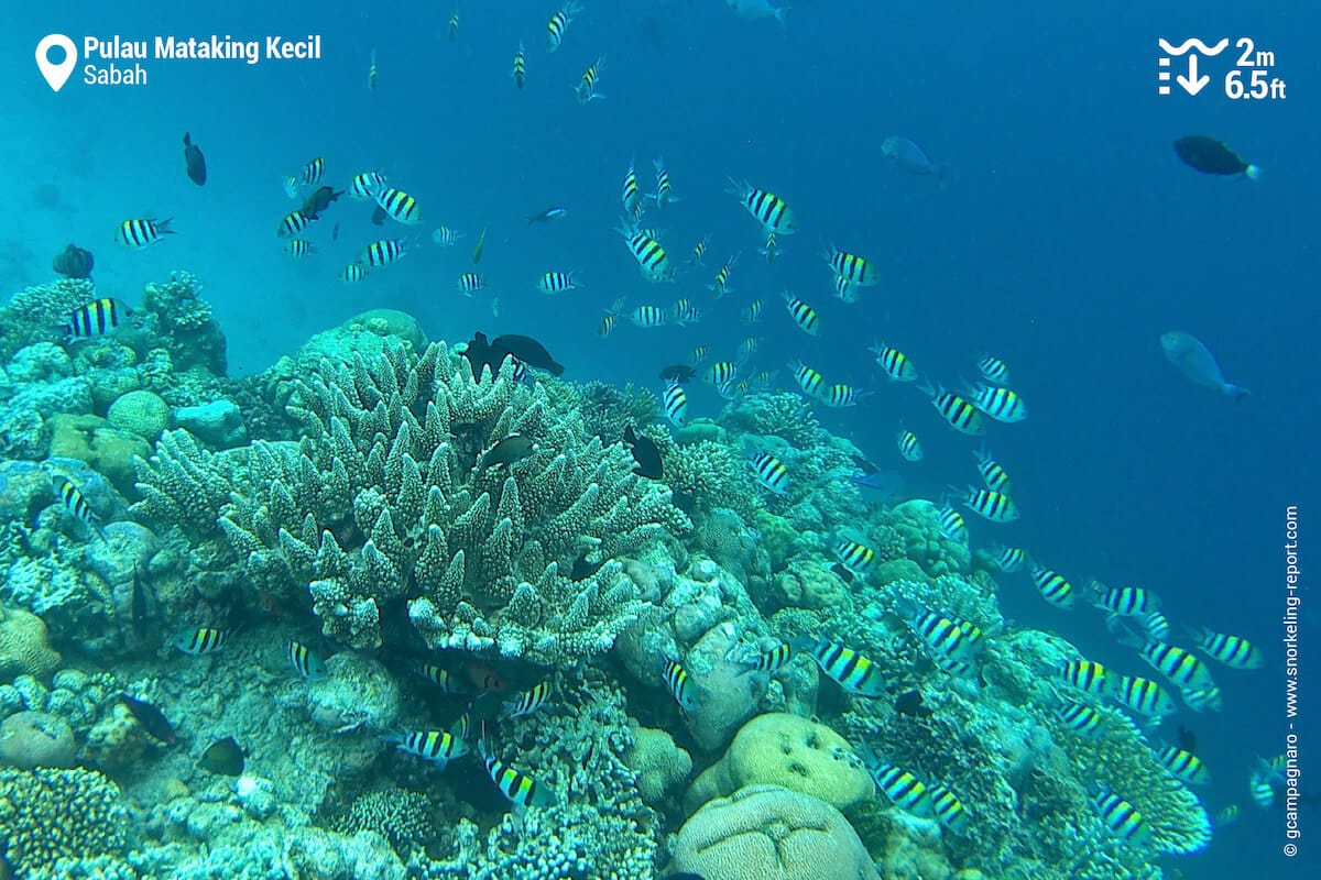 Coral reef at Mataking Kecil