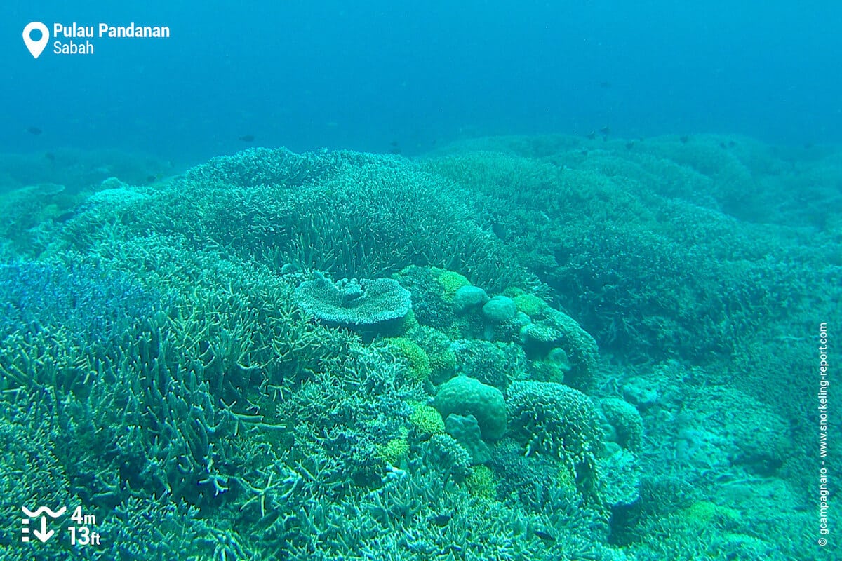 Coral reef at Pulau Pandanan