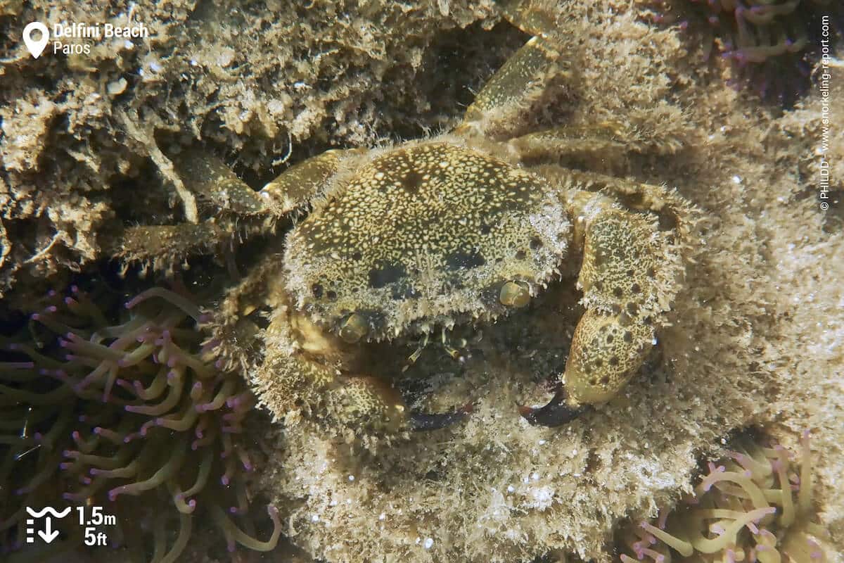 Crab in Delfini Beach, Paros