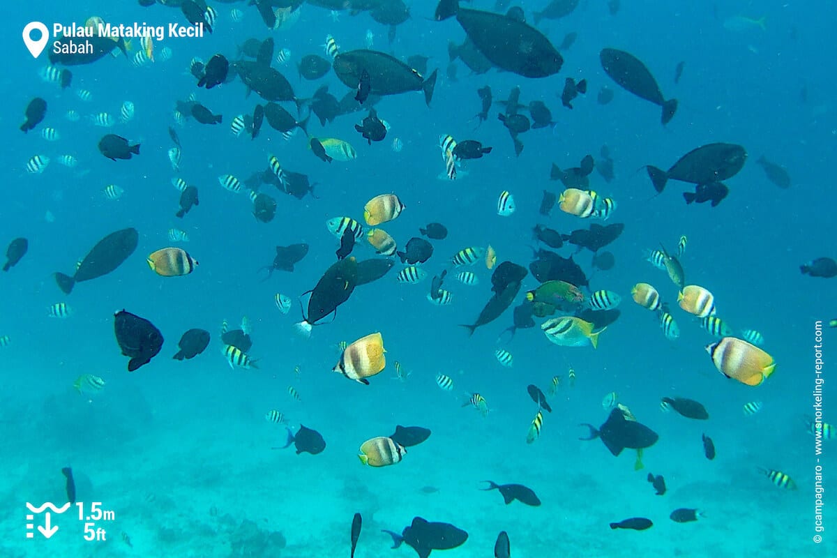 Fish near the surface at Mataking Kecil Island