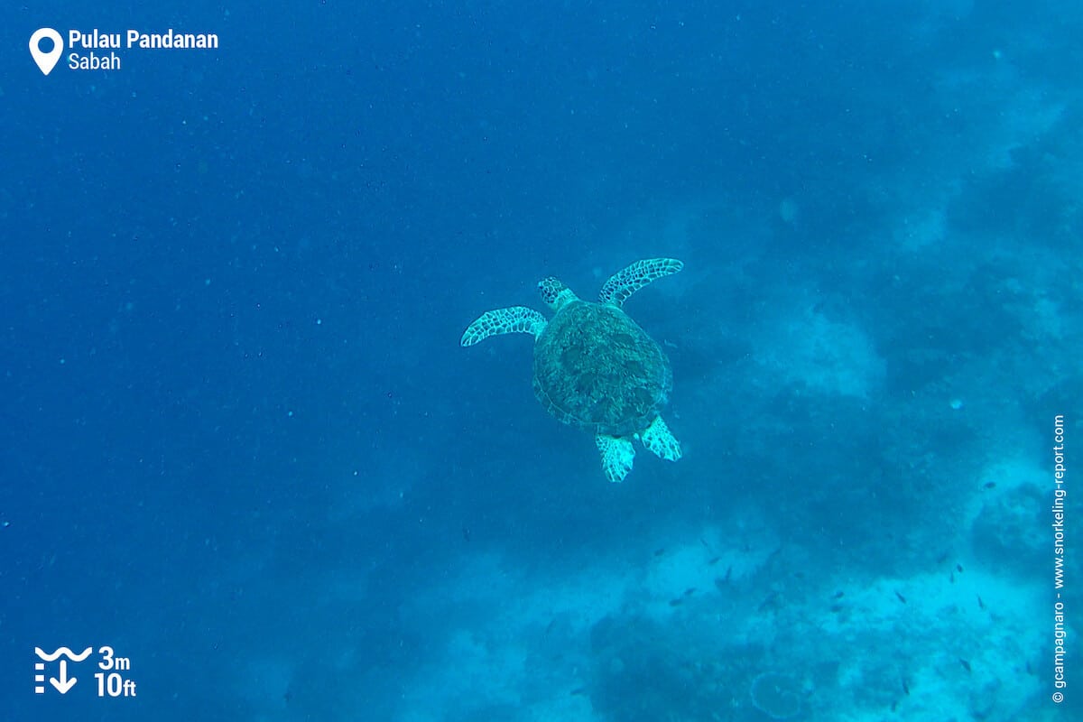 Green sea turtle in Pulau Pandanan