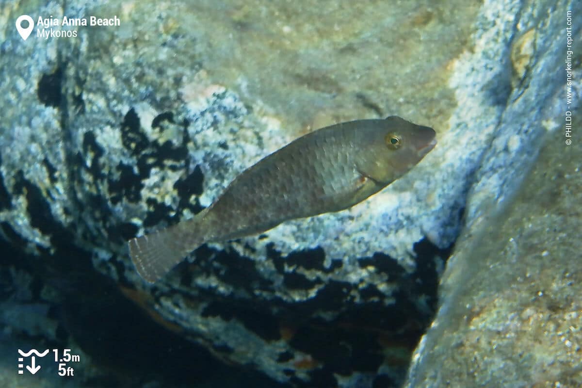 Mediterranean parrotfish at Agia Anna Beach