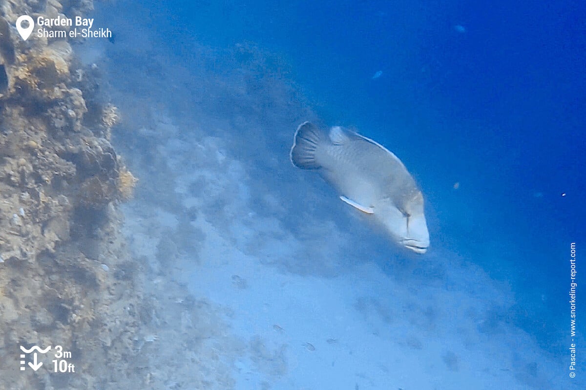 Napoleon wrasse in Garden Bay