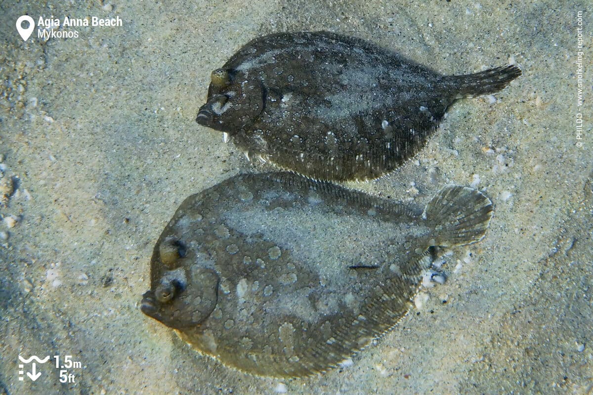 Pair of flounders at Agia Anna Beach, Mykonos