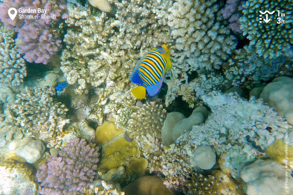 Regal angelfish in Garden Bay