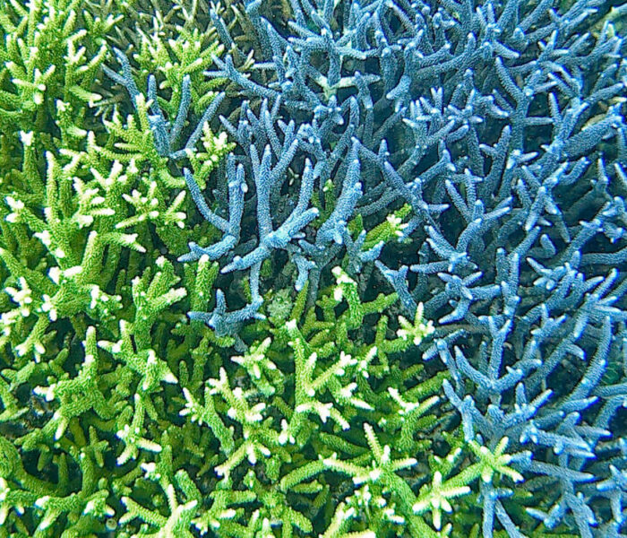 Pulau Pandanan
