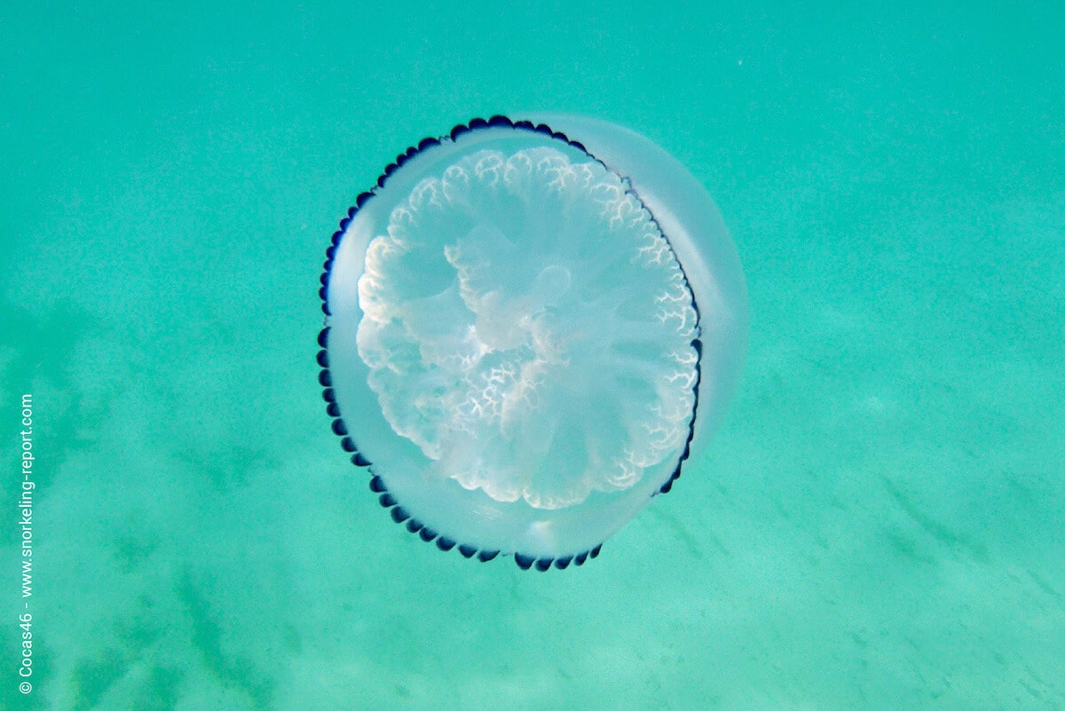 Barrel jellyfish in Hammamet