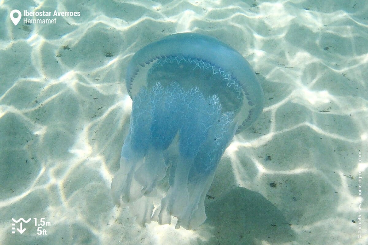 Barrel jellyfish in Hammamet