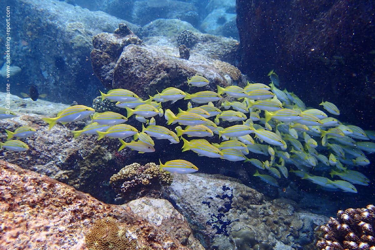 School of Bengale snappers at Coco Island