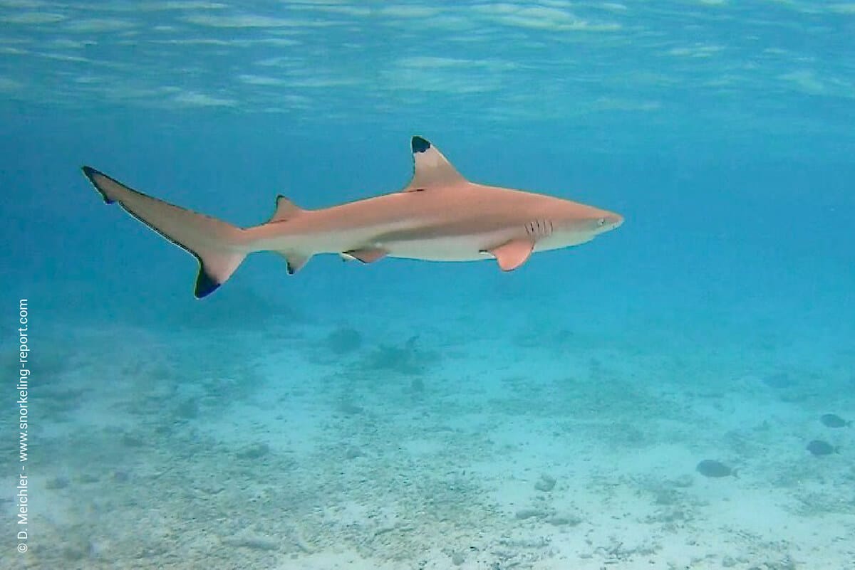 Blacktip reef shark in Vilamendhoo