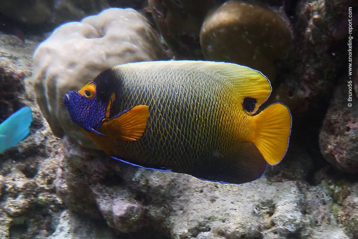 Blueface angelfish in Vilamendhoo