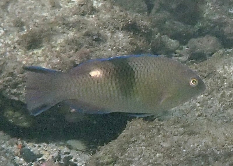 Bodianus speciosus