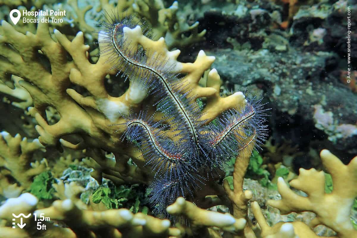 Brittle star and coral