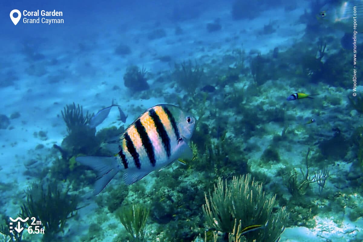 Caribbean sergeant major in the Cayman Islands