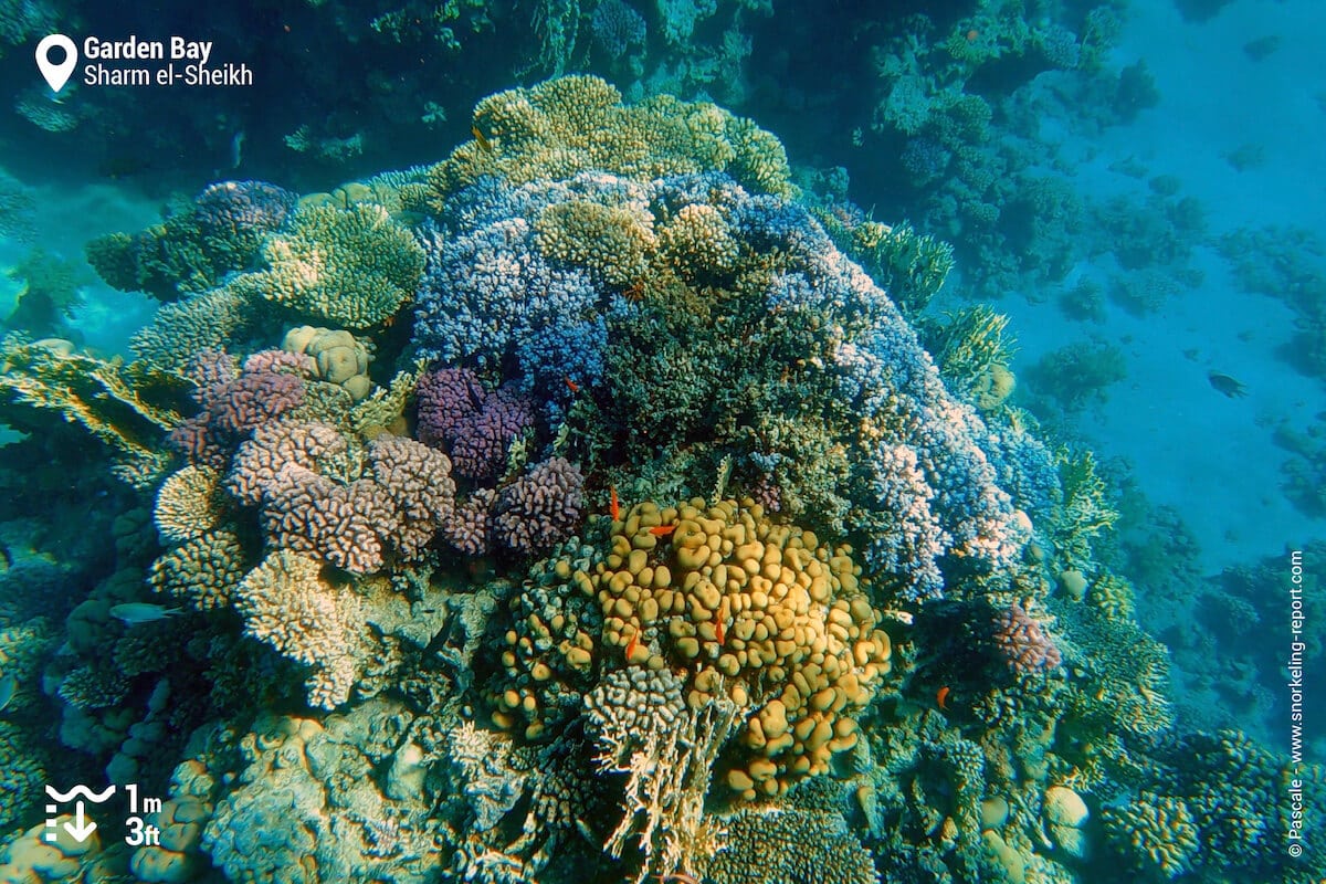 Coral reef at Garden Bay
