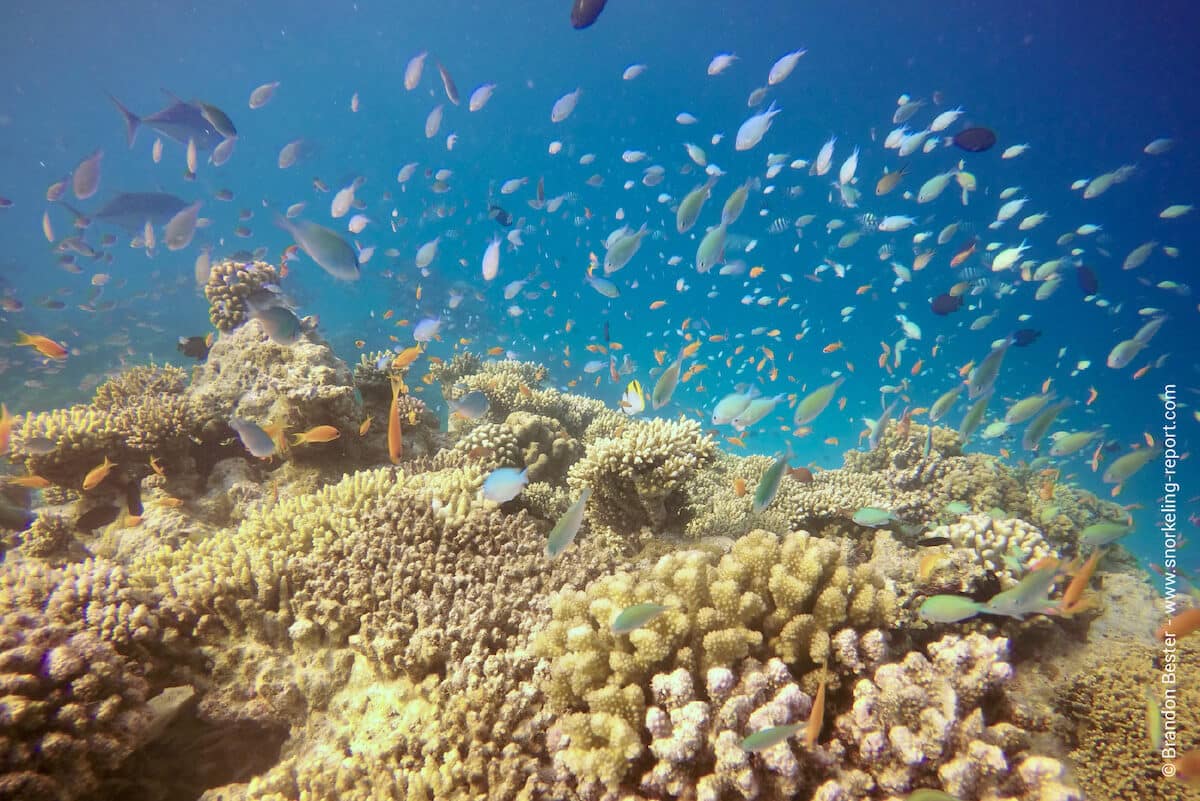 Coral reef in Moofushi