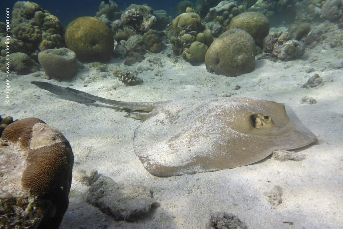 A cowtail stingray in Kuredu