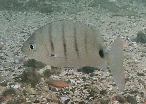 Diplodus sargus cadenati