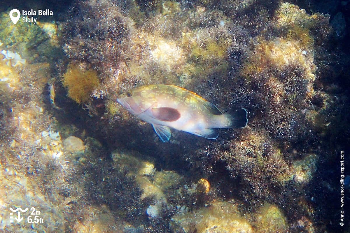 Dusky grouper in Isola Bella