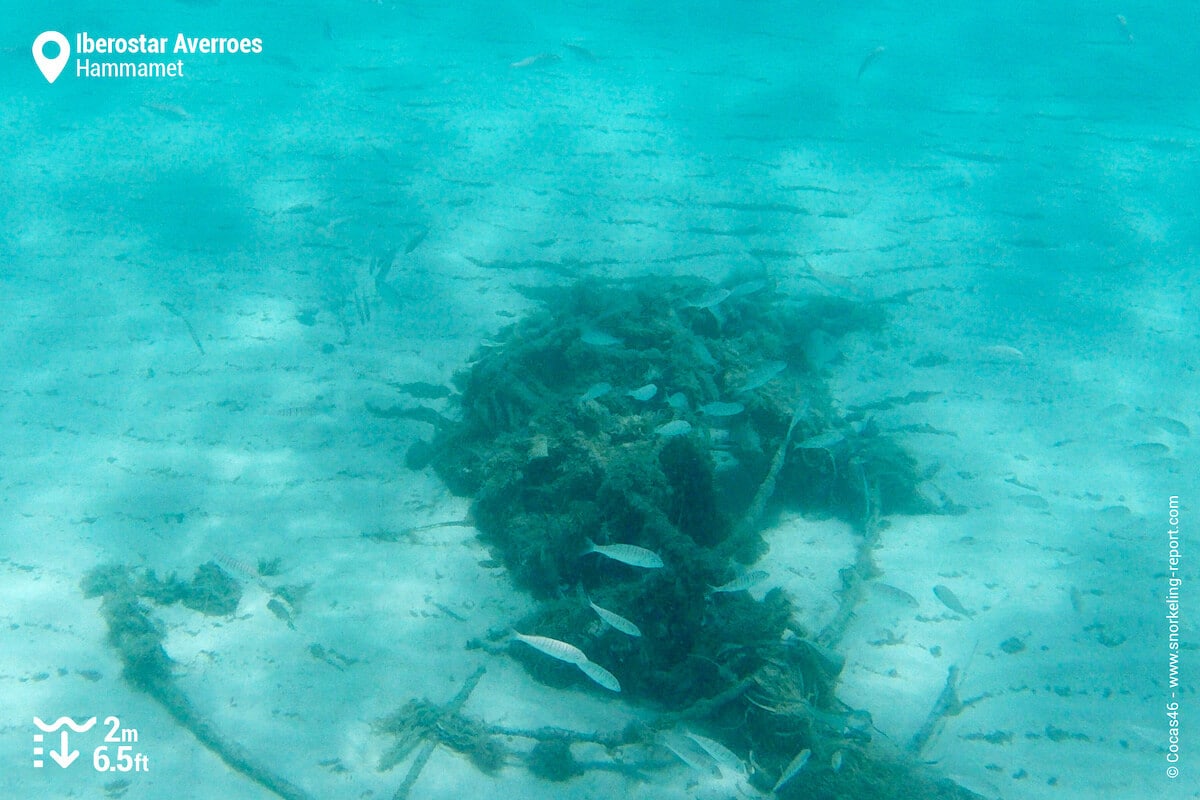 Sandy beds and fish at Iberostar Averroes