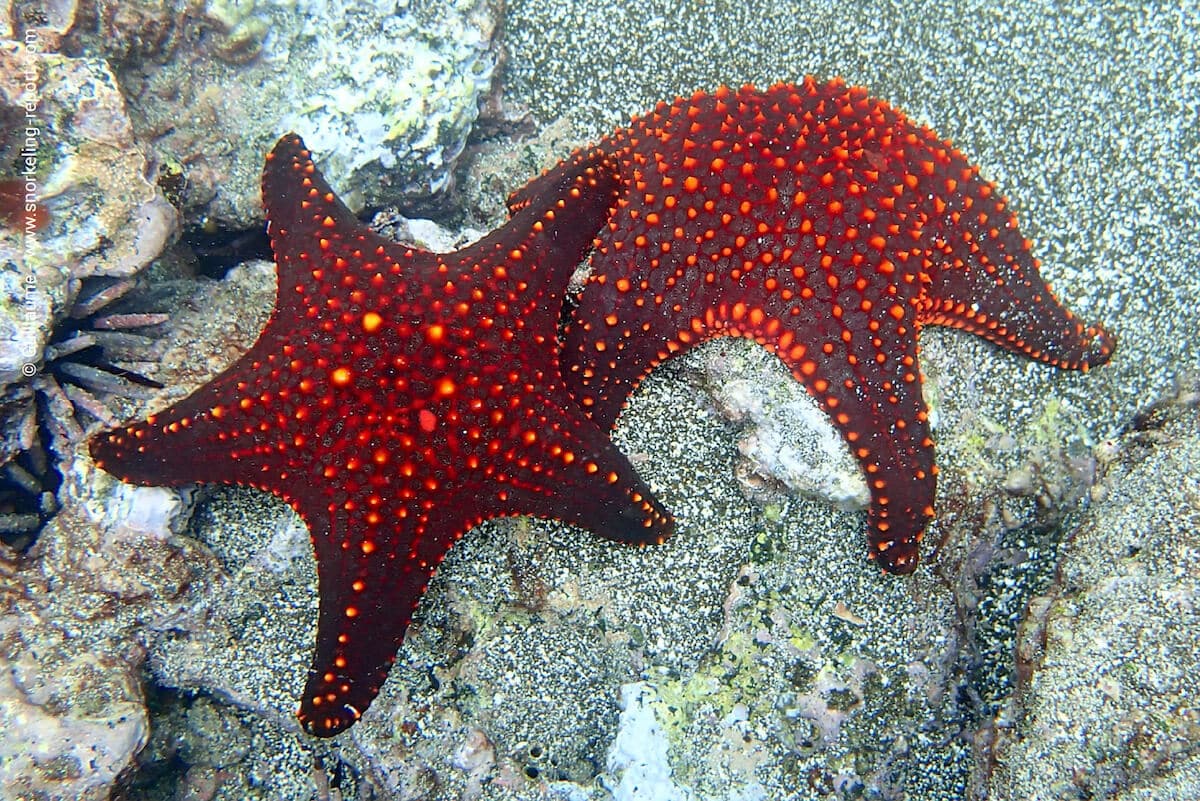 Galapagos cushion sea stars in Bartolomé Island