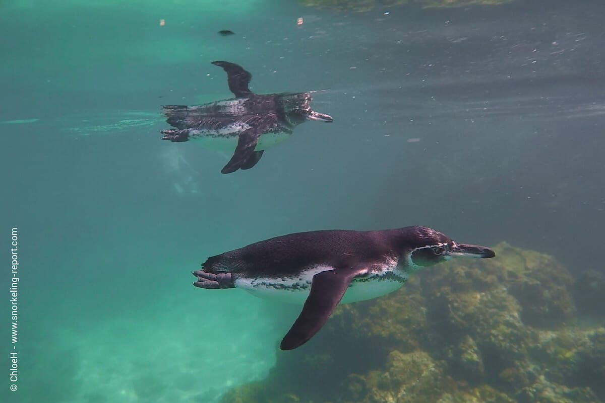 Galapagos penguins in Las Bachas, Santa Cruz