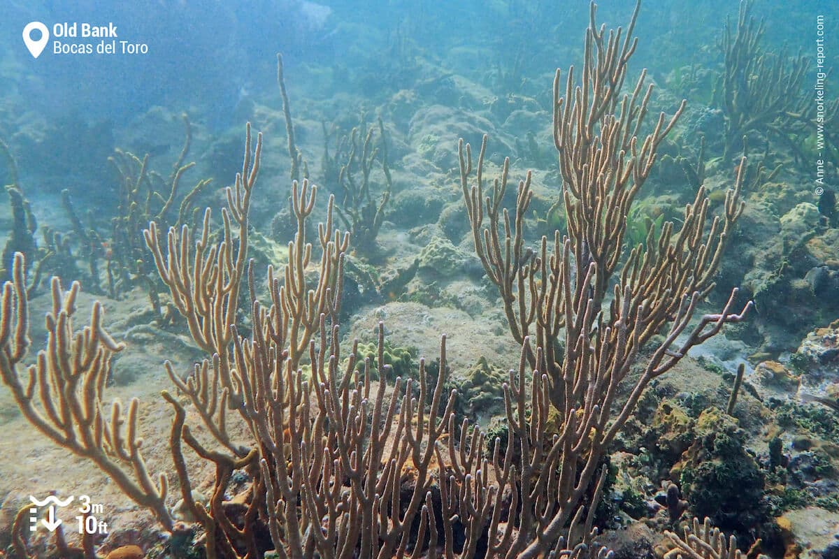 Gorgonian at Old Bank