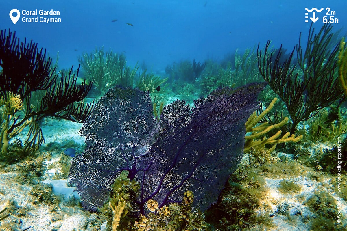 Sea fans and gorgonians in the Coral Garden