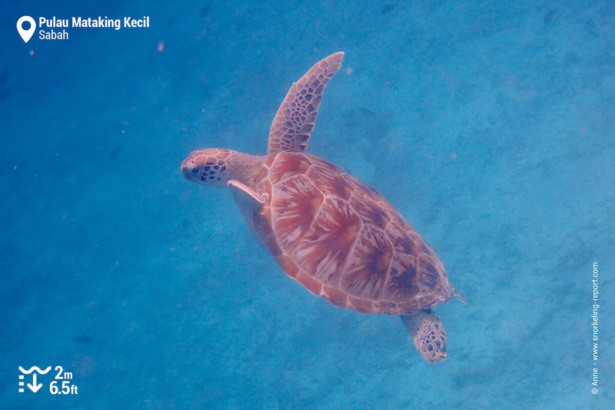 Green sea turtle at Mataking Kecil island