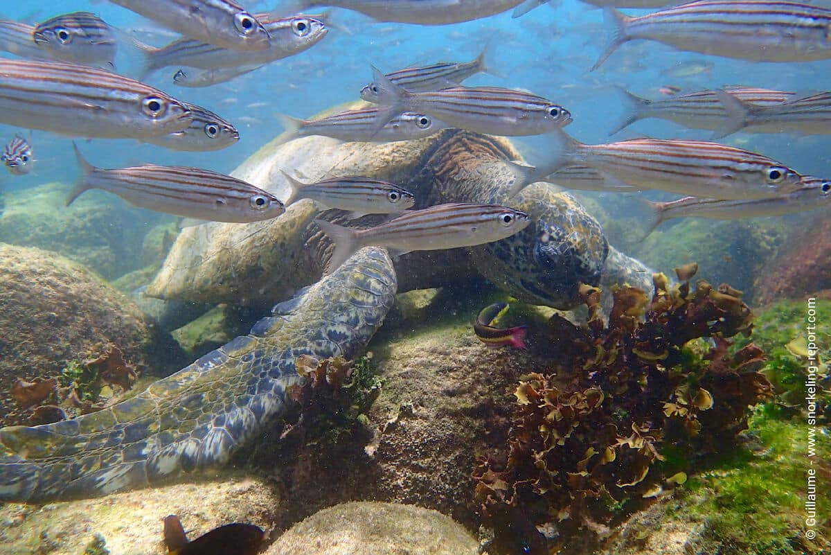Green sea turtle and Galápagos black-striped salema in Las Bachas