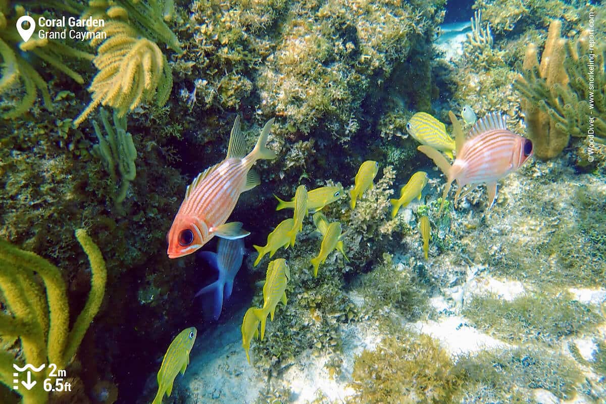 Squirrelfish and grunts