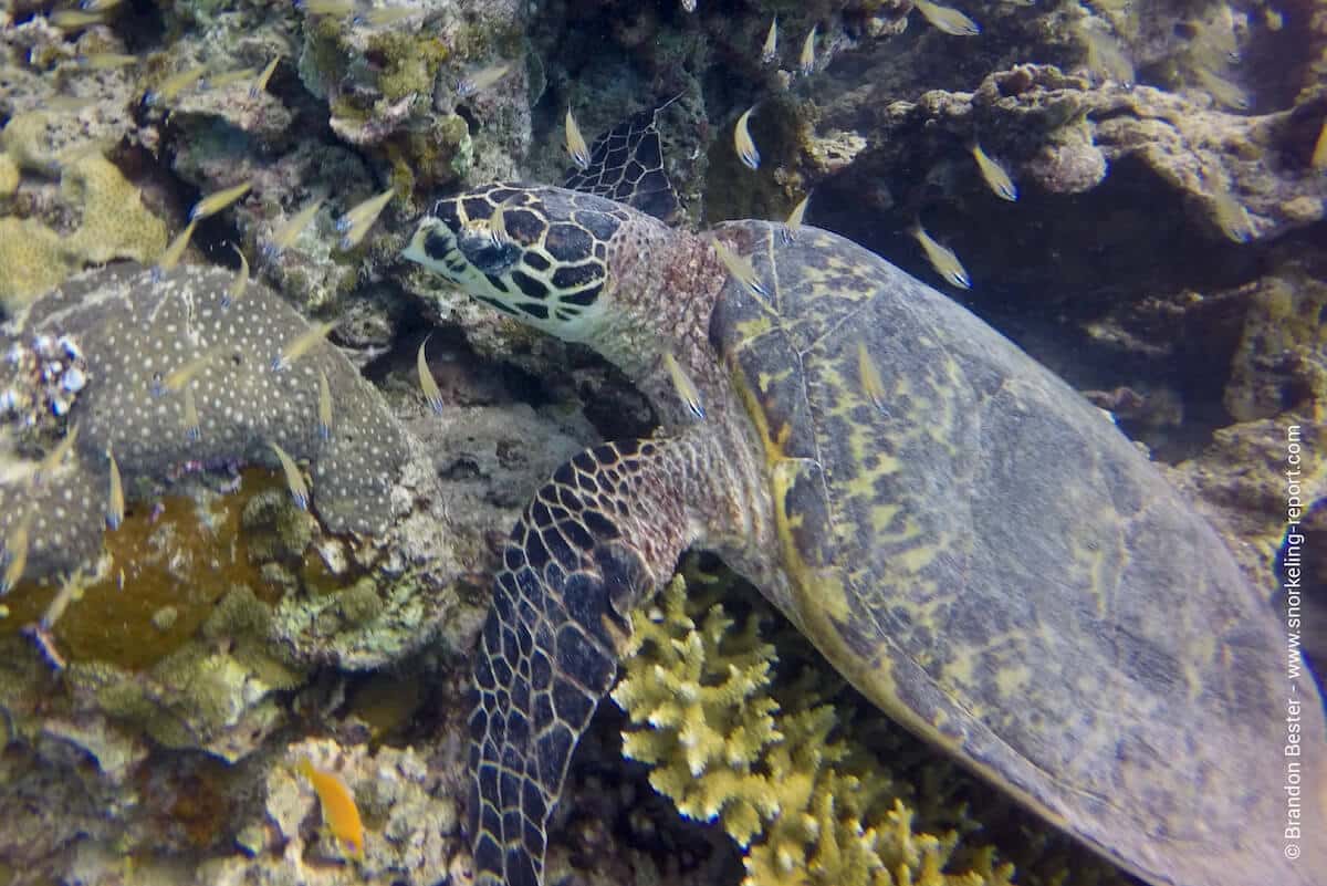 Hawksbill sea turtle in Moofushi