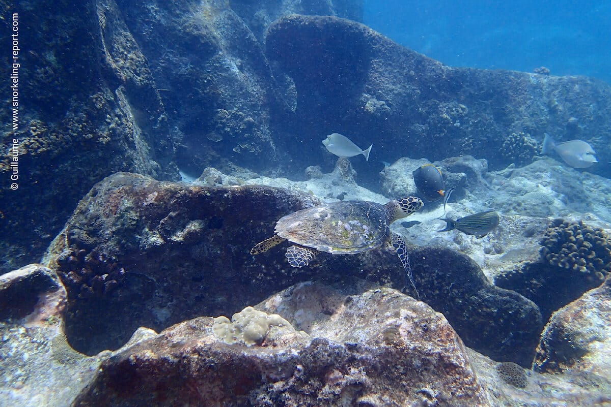 A hawksbill sea turtle in Anse Caiman, La Digue