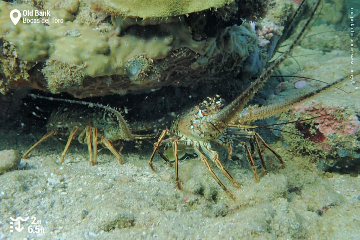 Lobsters at Old Bank