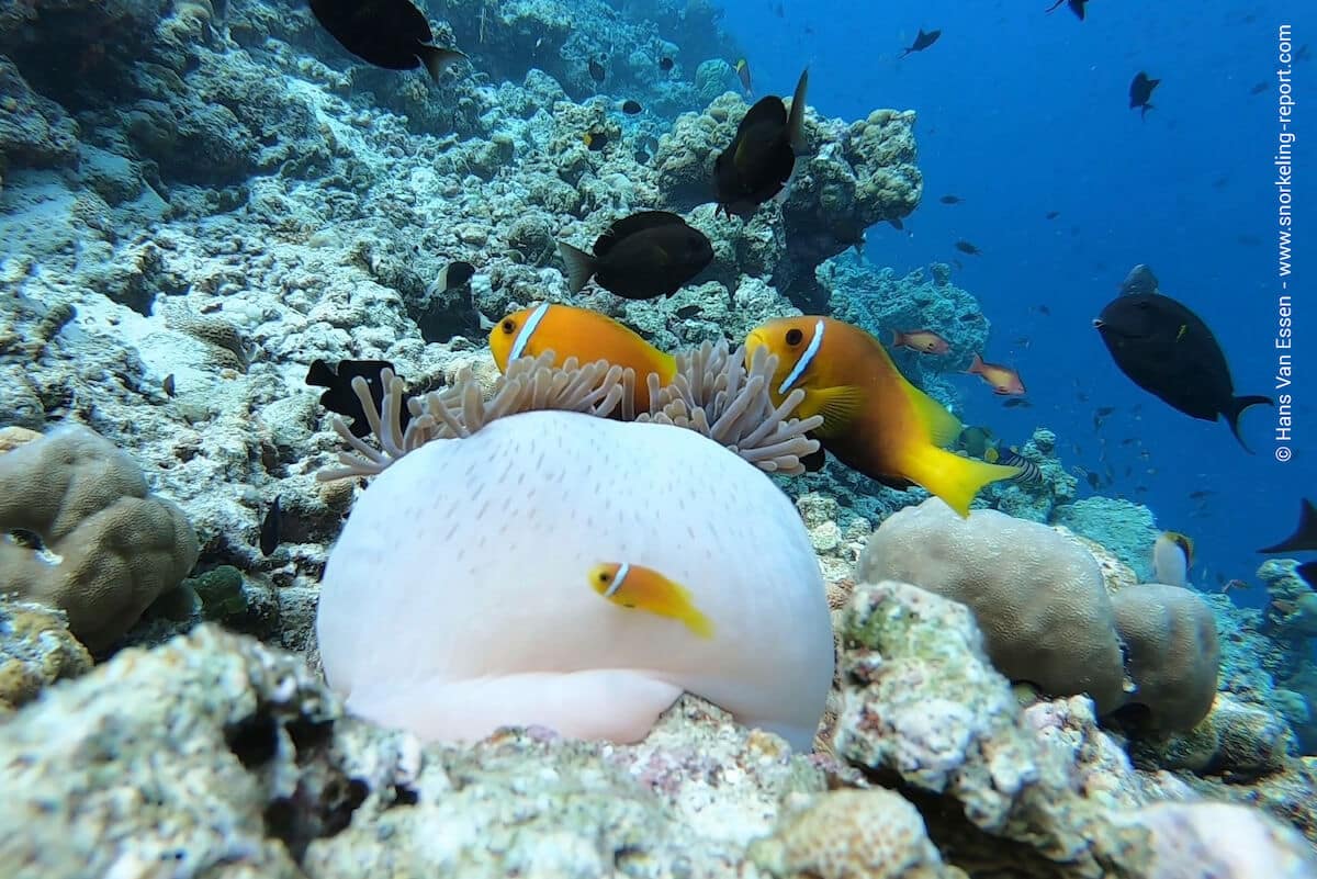 Maldive anemonefish in Helengeli