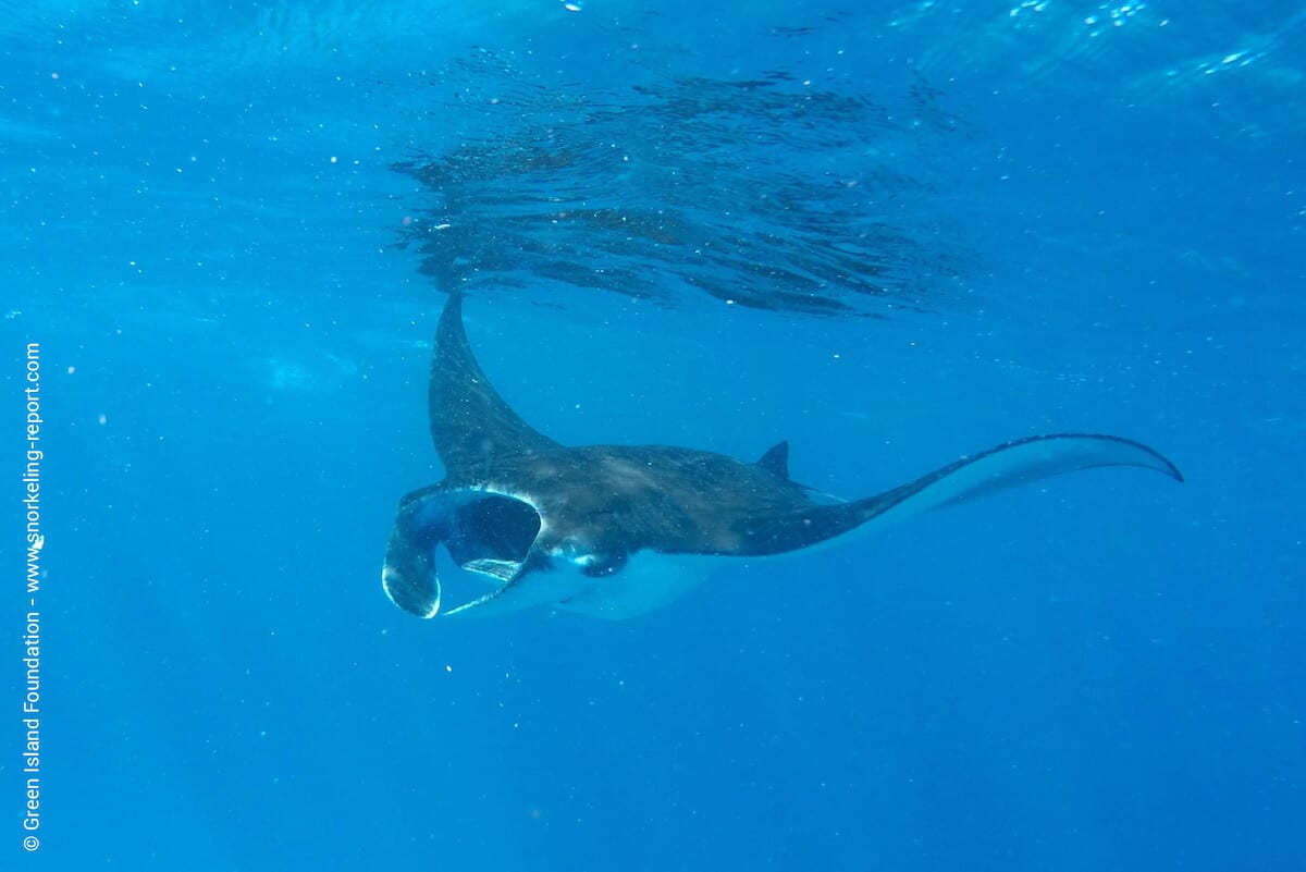 A manta ray in Denis Island