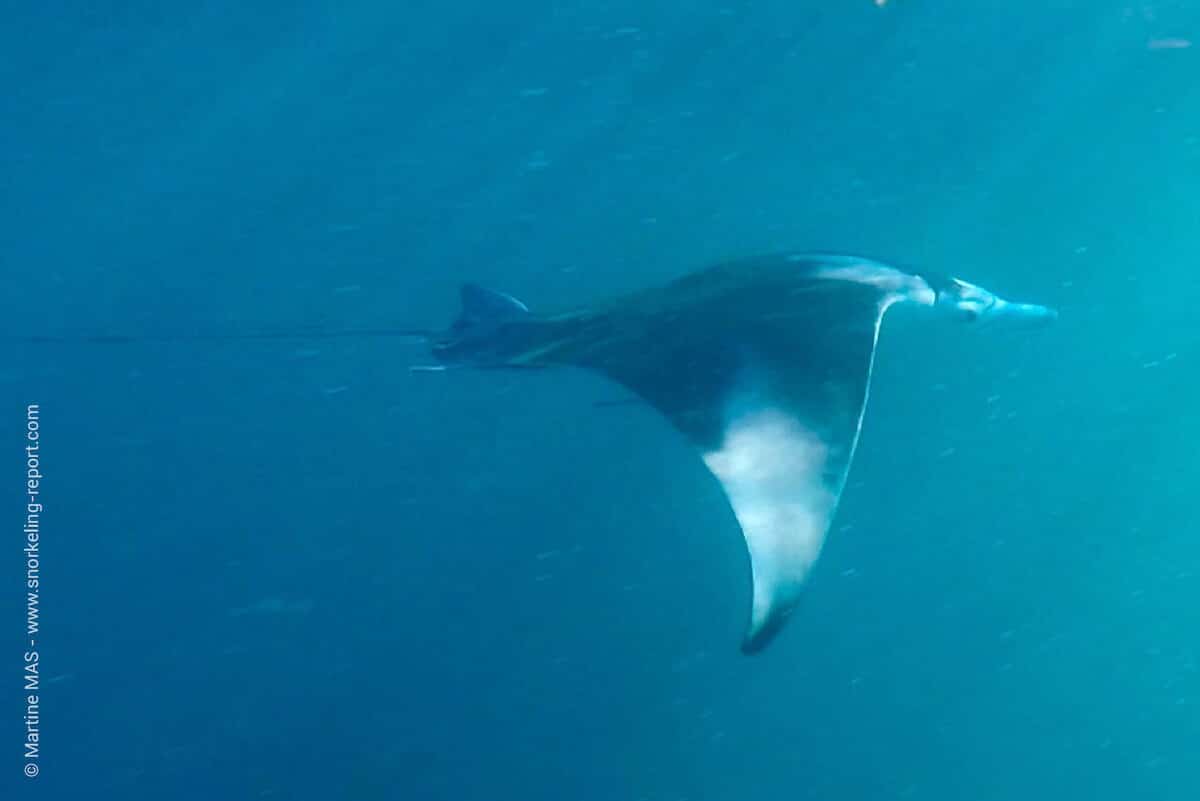 A manta ray in St Anne Marine Park.