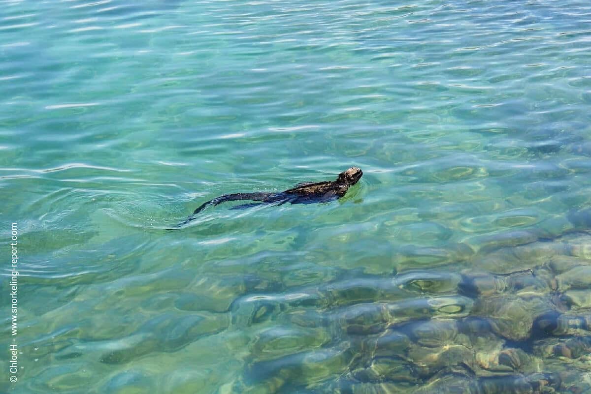 Galapagos marine iguana in Concha de Perla