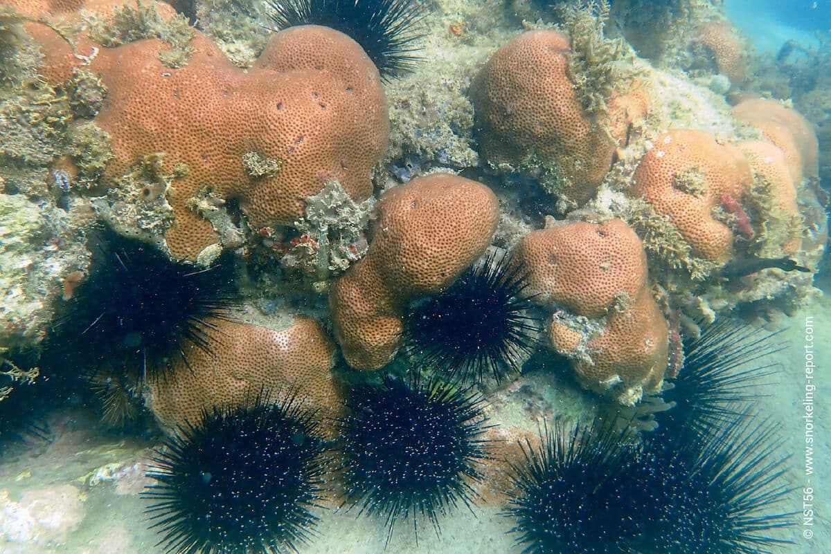Massive starlet coral and long-spined sea urchins