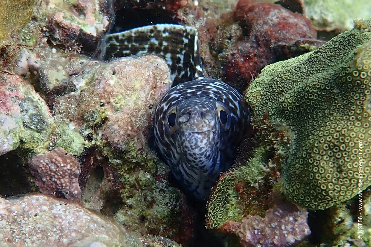 Spotted moray in Grenada