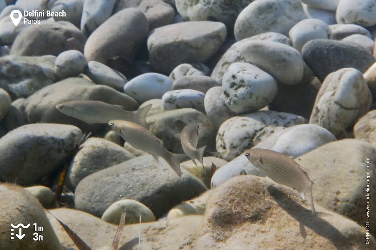 Mullets swimming over pebble seabed