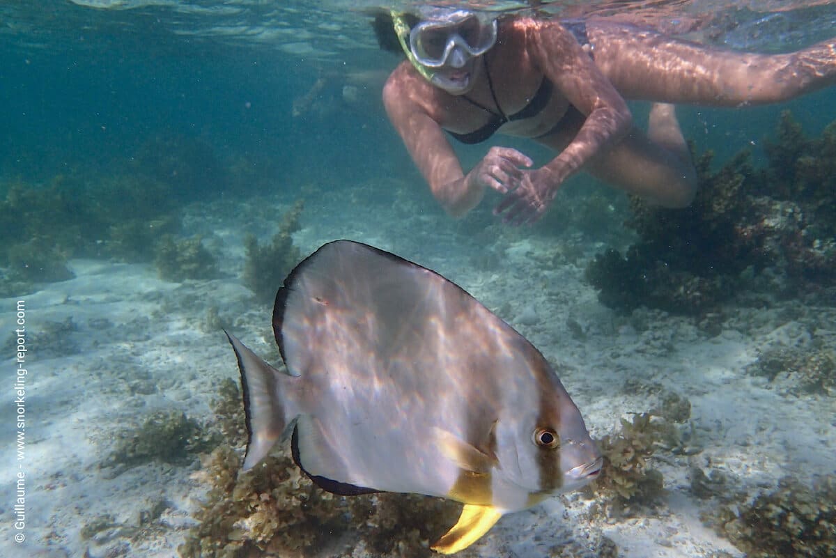 Encounter with an orbicular batfish at Anse Source d'Argent