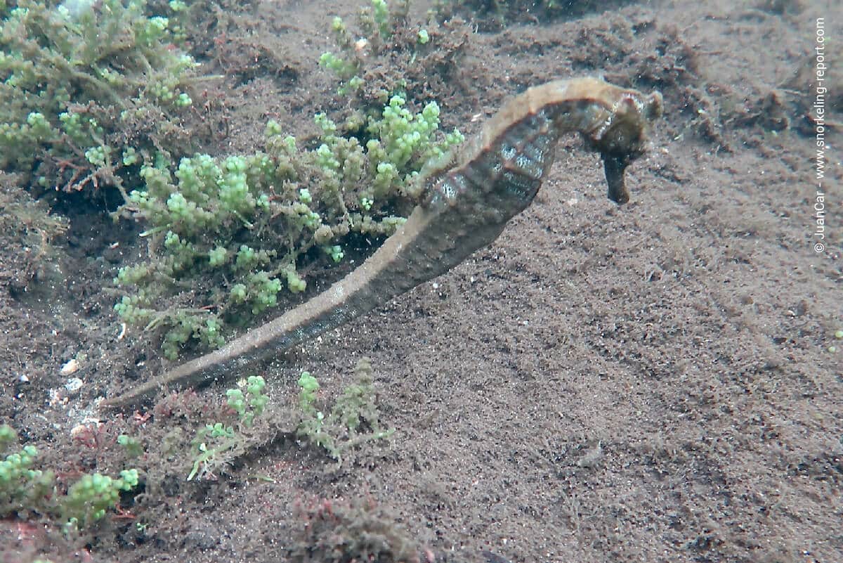 Pacific seahorse in Los Tuneles, Galapagos