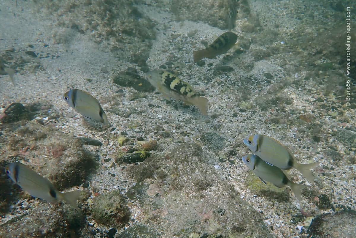 Two-banded seabream and parrotfish in Gorée