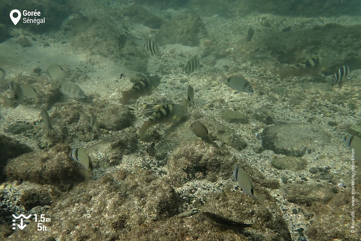 Parrotfish and wrasse in Goree