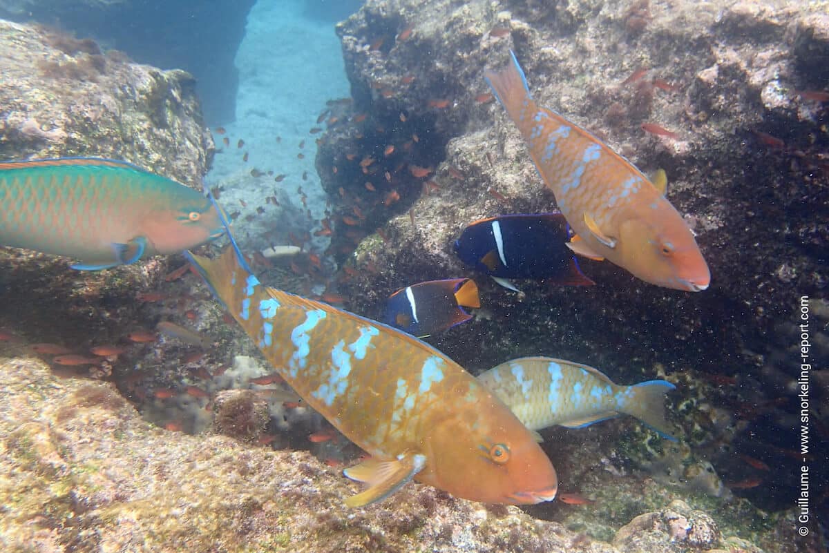 Parrotfish and king angelfish in Rabida Island
