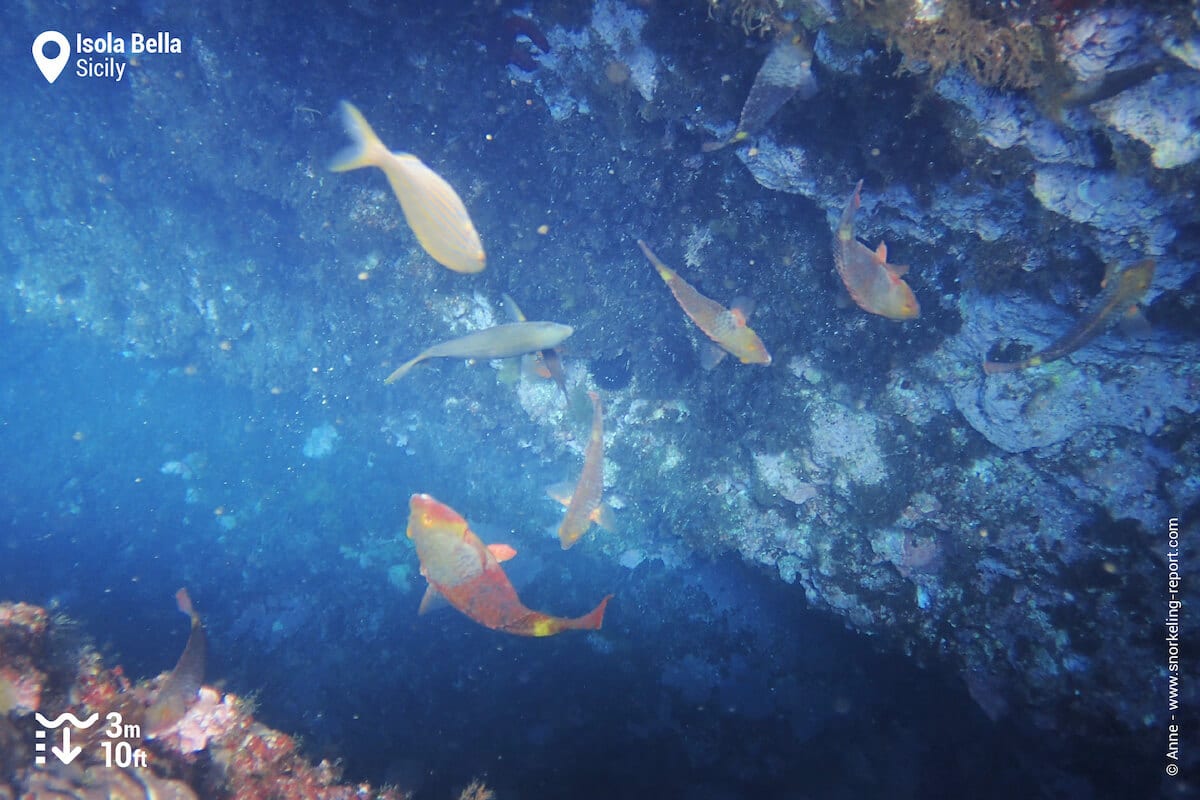 Parrotfish in Isola Bella, Sicily