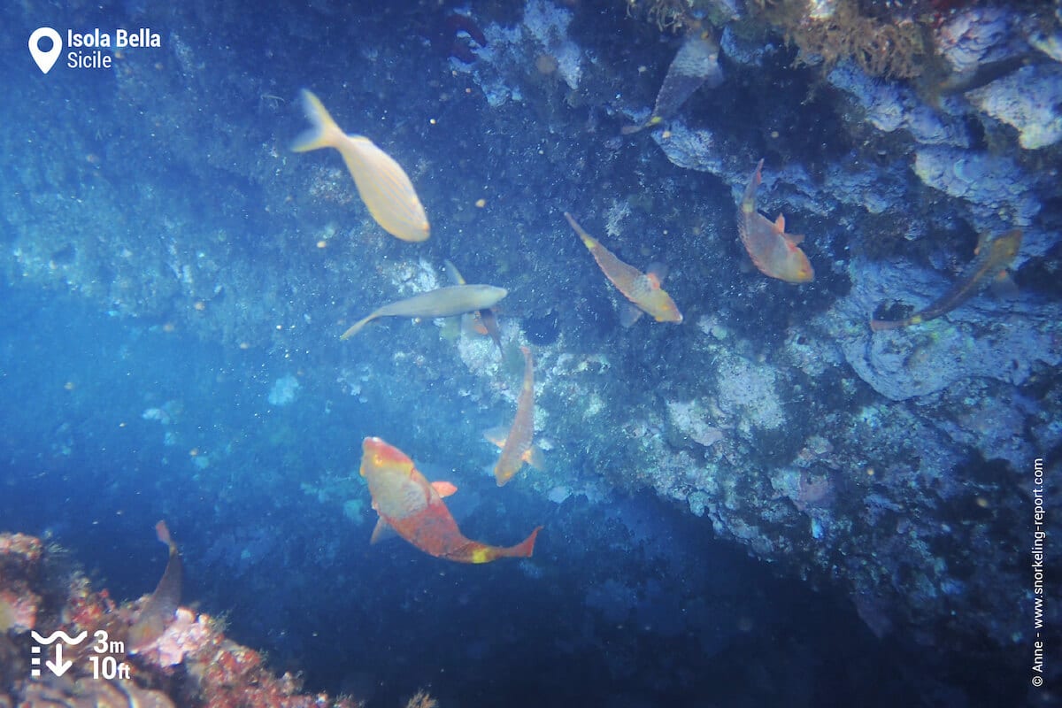 Banc de poissons-perroquets de Méditerranée à Isola Bella, Taormina