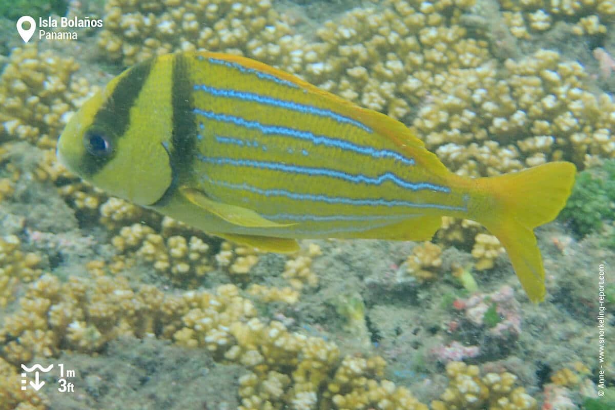Porkfish Isla Bolanos
