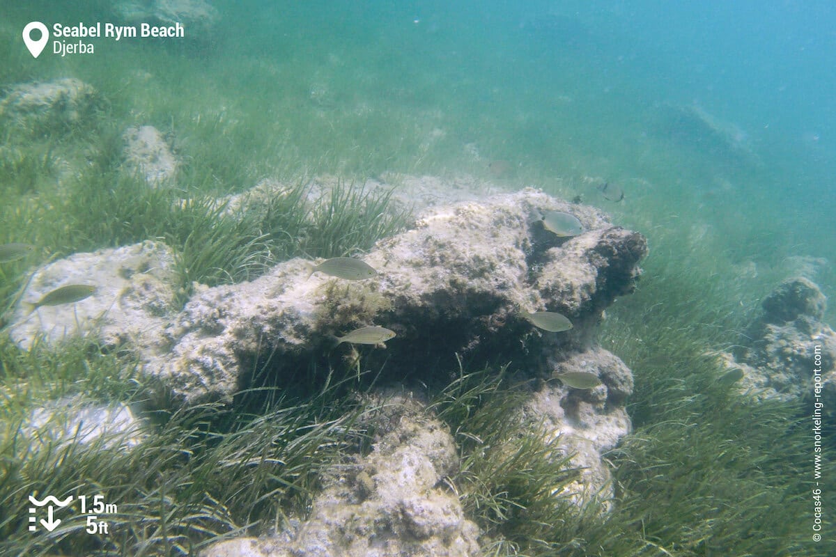 Posidonia meadows and fish in Djerba